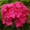 Саженец гортензии крупнолистной Мэджикал Пинк Руби (Magical Pink Ruby): фото и описание