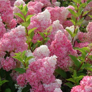 Гортензия Ванилла Фрейз (Vanille Fraise) (метельчатая)