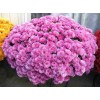 Саженец хризантемы мультифлора Белго Лилак (Belgo Lilac) (Сиреневая): фото и описание