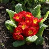 Саженец примулы Рубра (Rubra): фото и описание