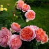 Саженец парковой розы Чиппендейл (Chippendale): фото и описание
