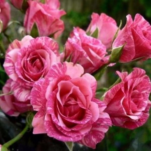 Роза Пинк Флеш (Pink Flash) (спрей)