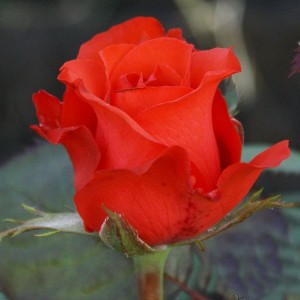 Роза Роял Массай (Royal Massay)