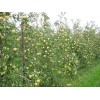 Саженец яблони Голден Делишес (Golden Delicious): фото и описание