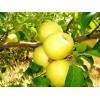 Саженец яблони Голден Делишес (Golden Delicious): фото и описание