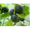 Саженец Йошты Йохини (Yohini): фото и описание