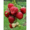 Саженец земляники Зенга Зенгана (Поздняя): фото и описание