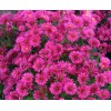 Саженец астры Роял Руби (Royal Ruby): фото и описание