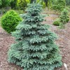 Саженец Ели Голубая Глаука (Glauca) от 150 см: фото и описание