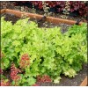 Саженец гейхеры зеленолистной Лайм Раффлз (Lime Ruffles): фото и описание