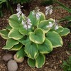 Саженец хосты Фрагрант Букет (Fragrant Bouquet): фото и описание