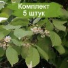 Саженцы актинидии мужской Вейки - 5 шт.: фото и описание