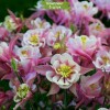 Саженцы аквилегии Винки Дабл Роуз энд Вайт (Winky Double Rose White) - 5 шт.: фото и описание