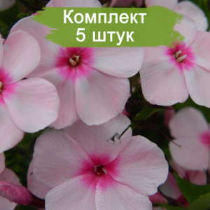 Комплект 5шт / Флокс метельчатый Брайт Айз (Bright Eyes)
