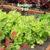 Саженцы Гейхеры зеленолистной Лайм Раффлз (Lime Ruffles) - 5 шт.: фото и описание