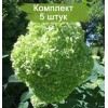 Саженцы гортензии древовидной Лайм Рики (Lime Rickey) - 5 шт.: фото и описание