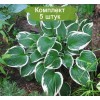 Саженцы хосты Кэрол (Carol) - 5 шт.: фото и описание