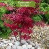 Сеянцы клёна клёна Краснолистный (до 20 см) - 5 шт.: фото и описание