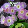 Примула Бартл - 5 шт.: фото и описание