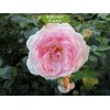 Саженцы канадской розы Морден Блаш / Моден Блаш / Модэн Блаш (Morden Blush) - 5 шт.: фото и описание