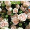 Саженцы спрей розы Романтик Пепита (Romantic Pepita) - 5 шт.: фото и описание