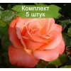 Саженцы штамбовой розы Сильве Джюбилей (Silver Jbuilee) - 5 шт.: фото и описание