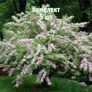 Комплект 5шт / Вейгела гибридная Кандида