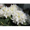 Саженец рододендрона Каннингемс Уайт (Cunningham’s White): фото и описание